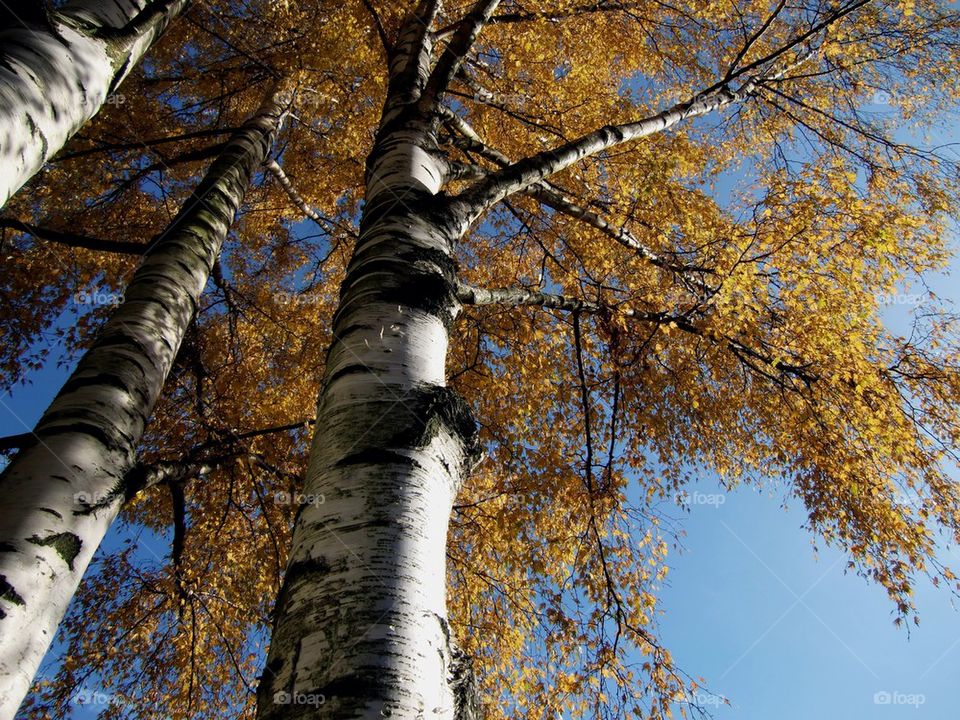 Low angle view of a autumn tree