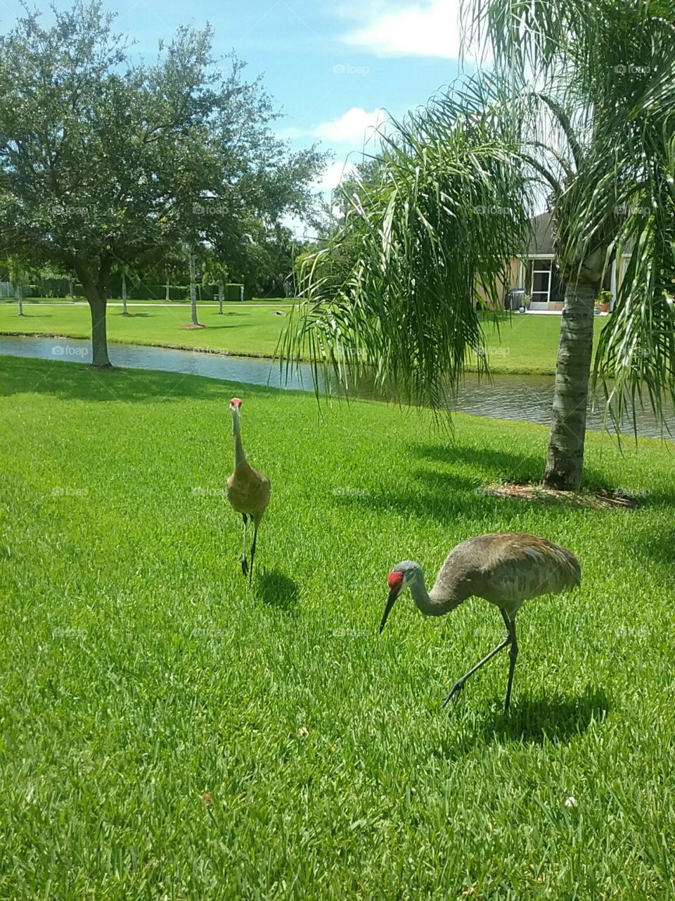 Our vacation in Florida with the sand hill cranes.