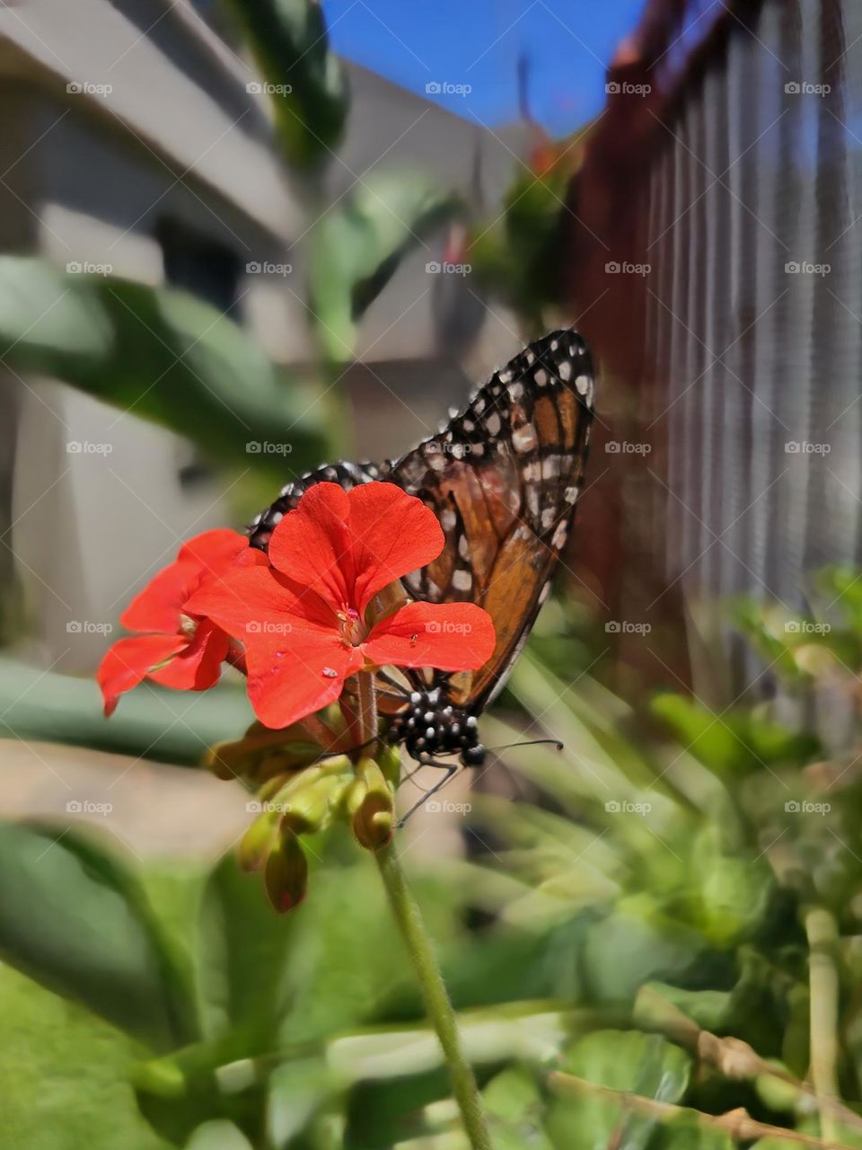 A Monarch butterfly taking nectar, polinizing a red geranium in bloom.