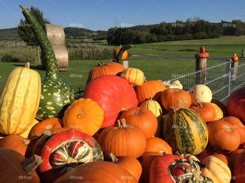 Closeup of pumpkins on field