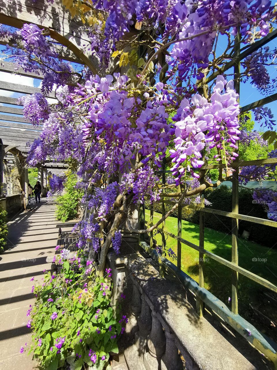 Spring time, sunny weather, beautiful nature, blooming time. Lavender colour.