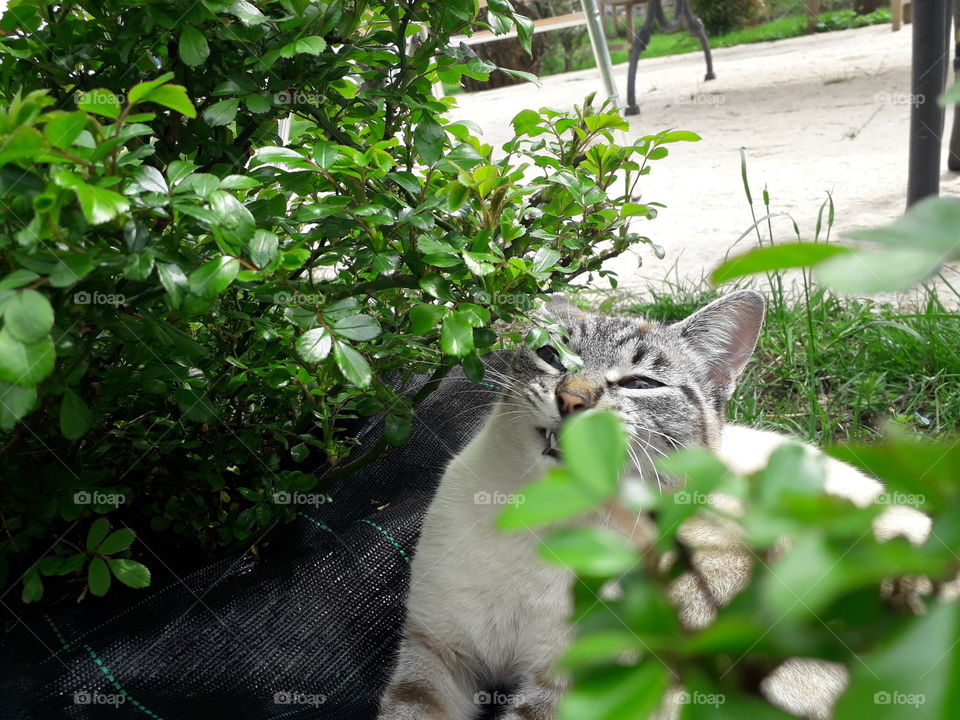 my cat in the garden