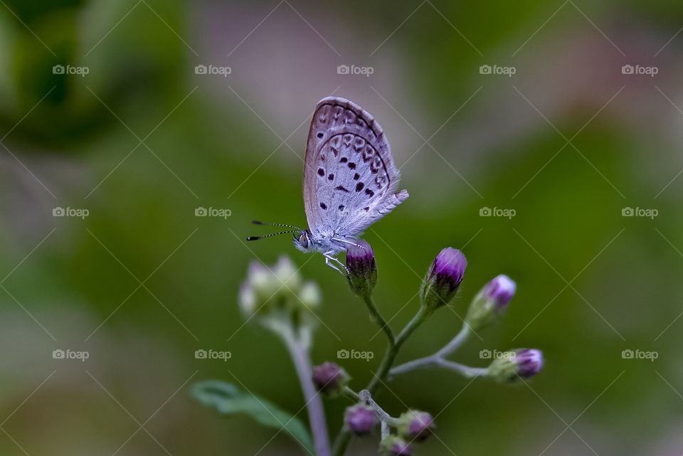 Little butterfly. Where do you fly?