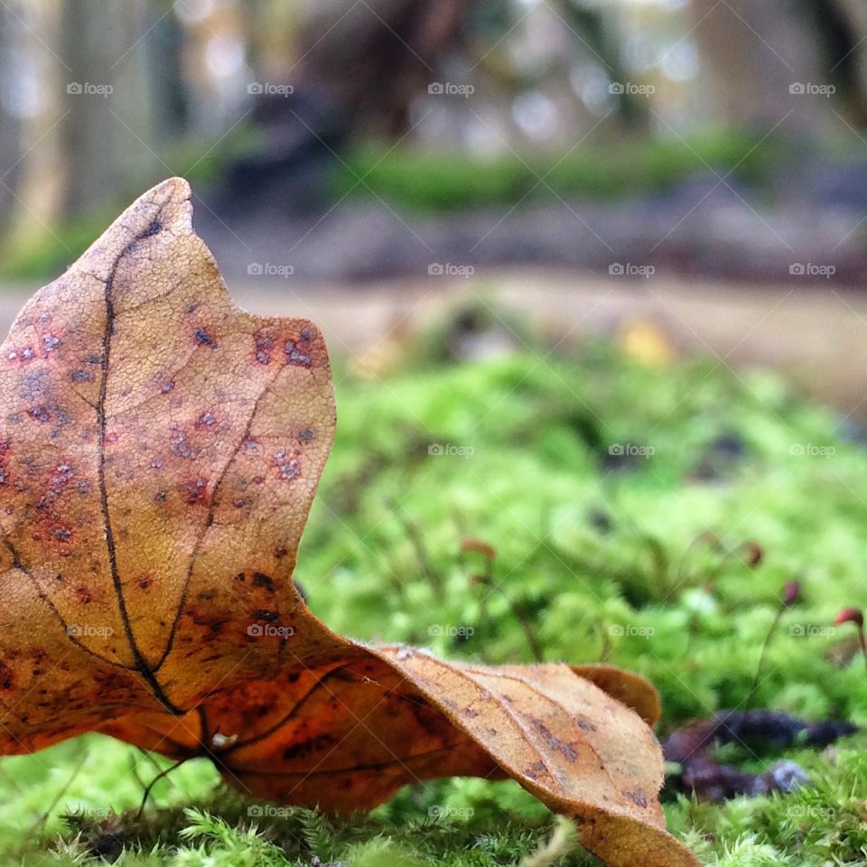 Last leaf of autumn 