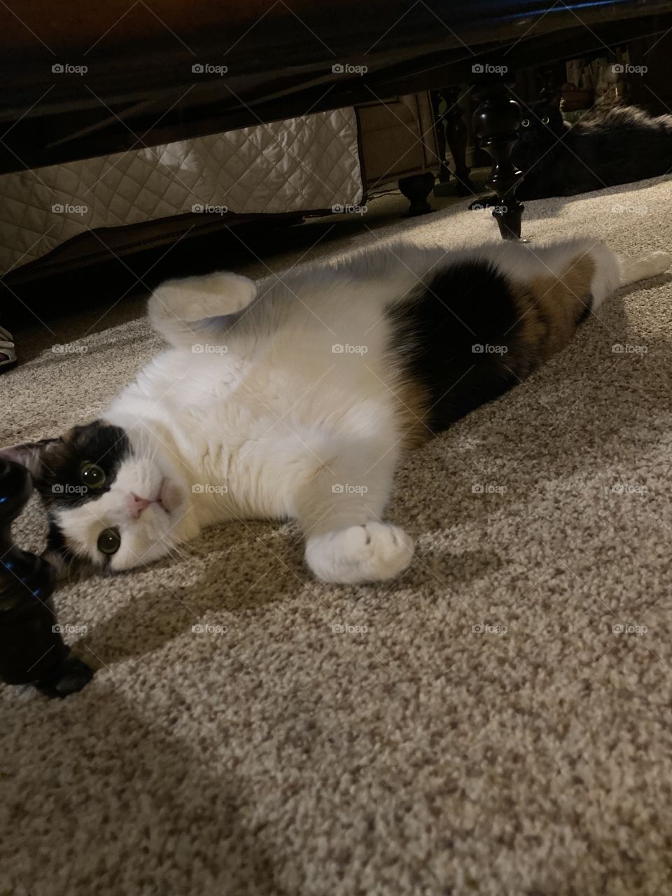 Relaxing with paws up