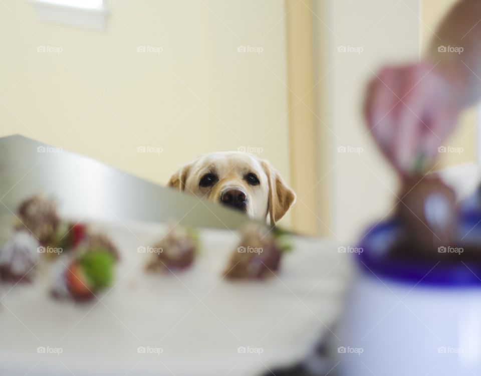 Jack loves when we make chocolate-covered strawberries. Sadly, he never seems to score one.