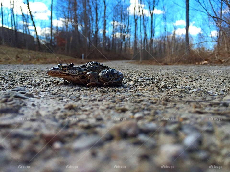 Close-up of toad