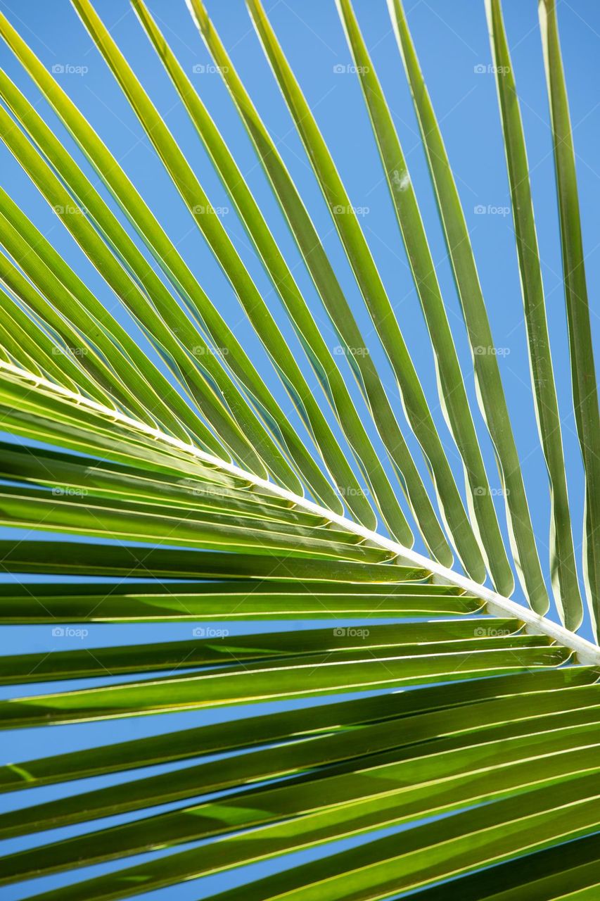 tropical palm tree branch