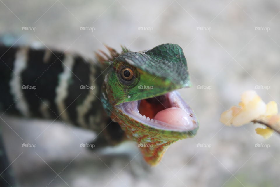 Lizard or a tiny Dinosaur? 😀