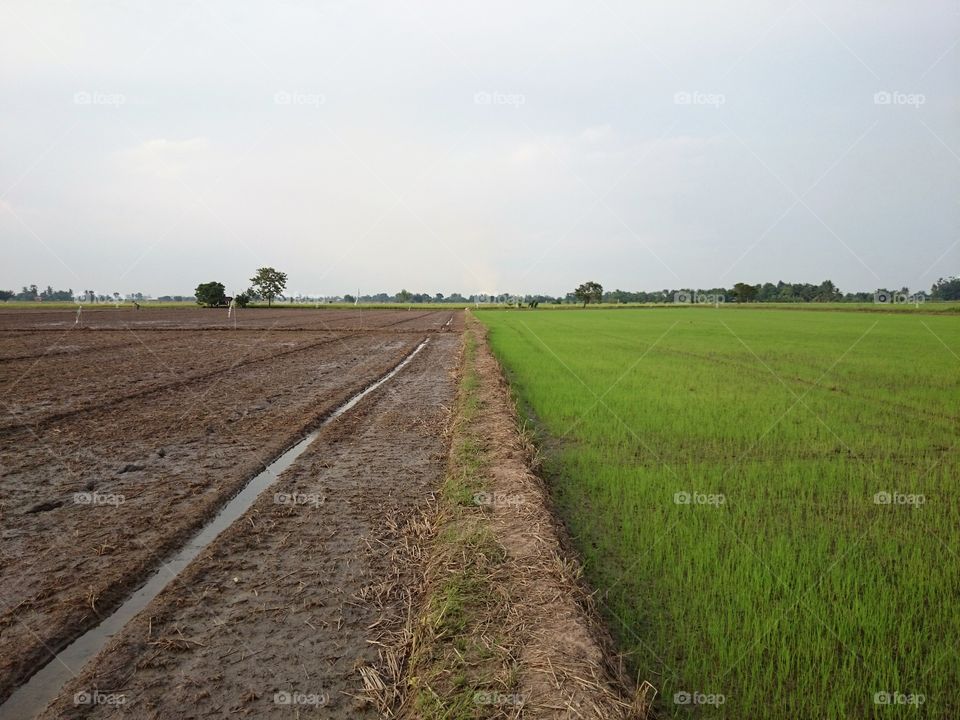 paddy field. paddy field, agriculture