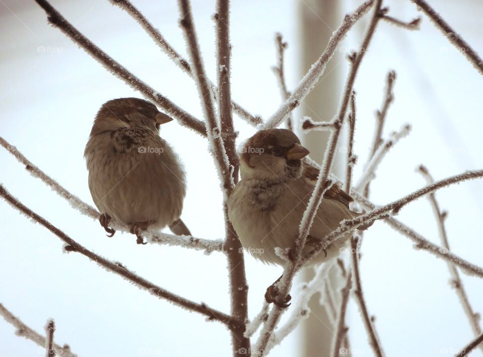 Sparrows