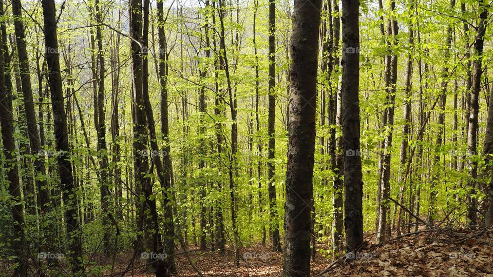 beech tree wood