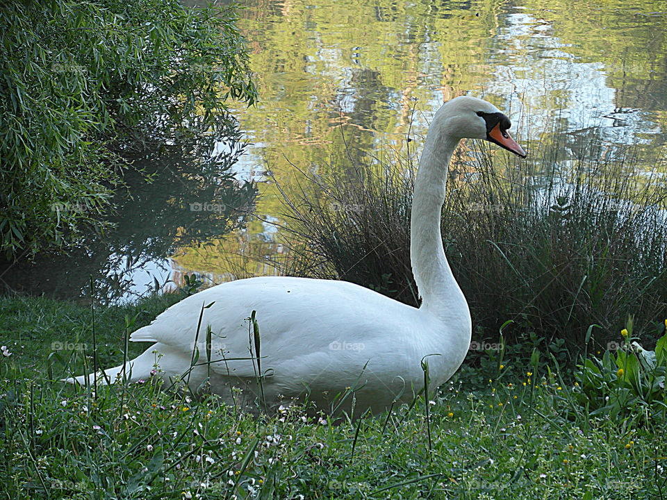 big swan