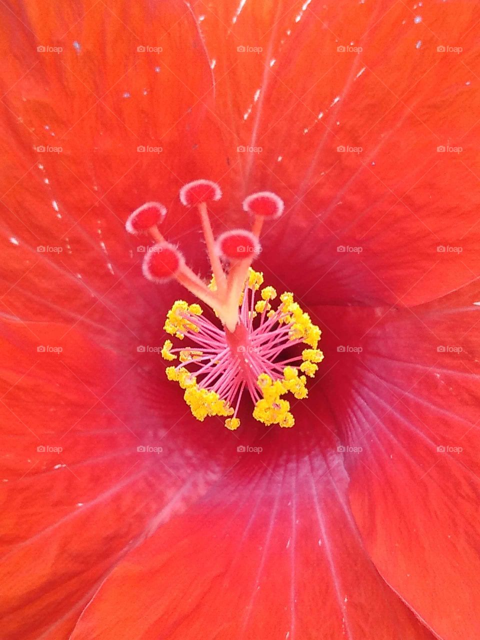 middle of a hibiscus flower