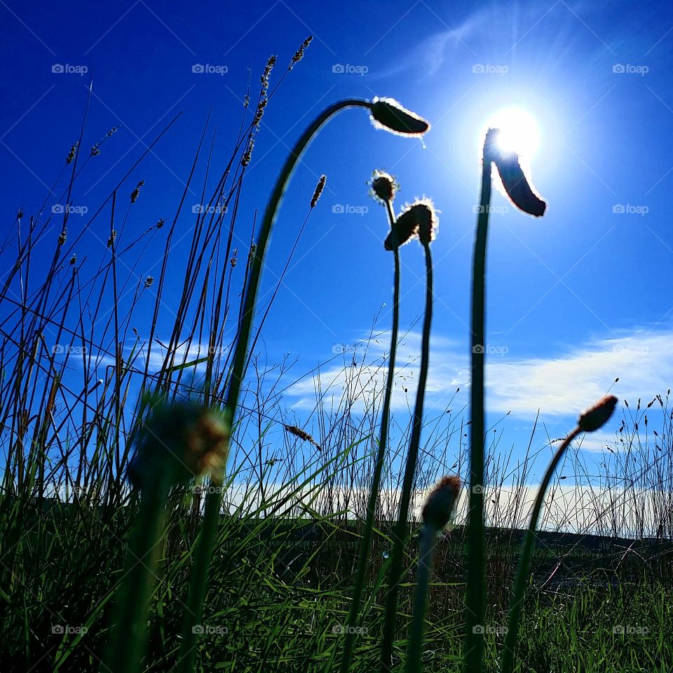 Sun, Grass, Sky, Nature, Summer