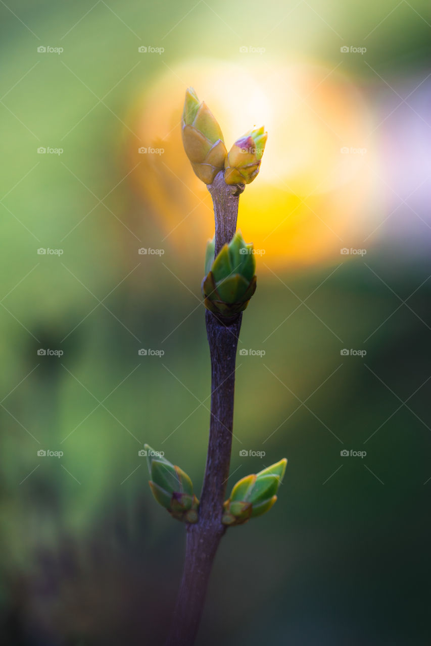 Twig with spring green buds backlighted by sunlight. Spring is coming. New beginnings. Natural environment and sustainability