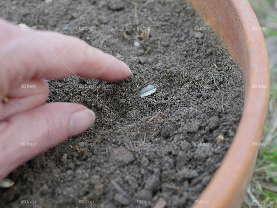 Planting sunflower seeds