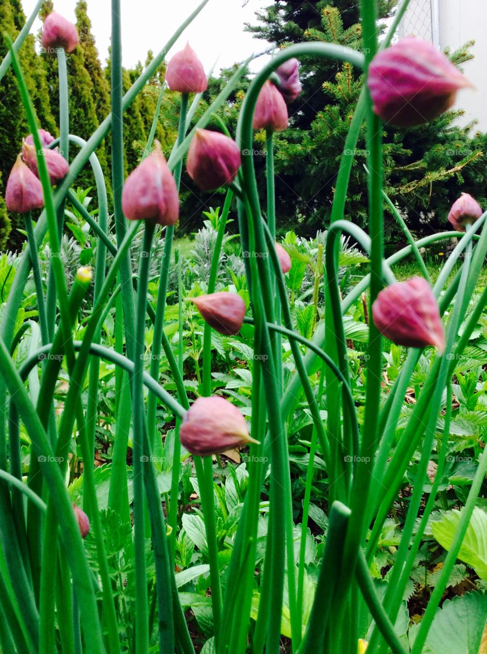 Chive Buds