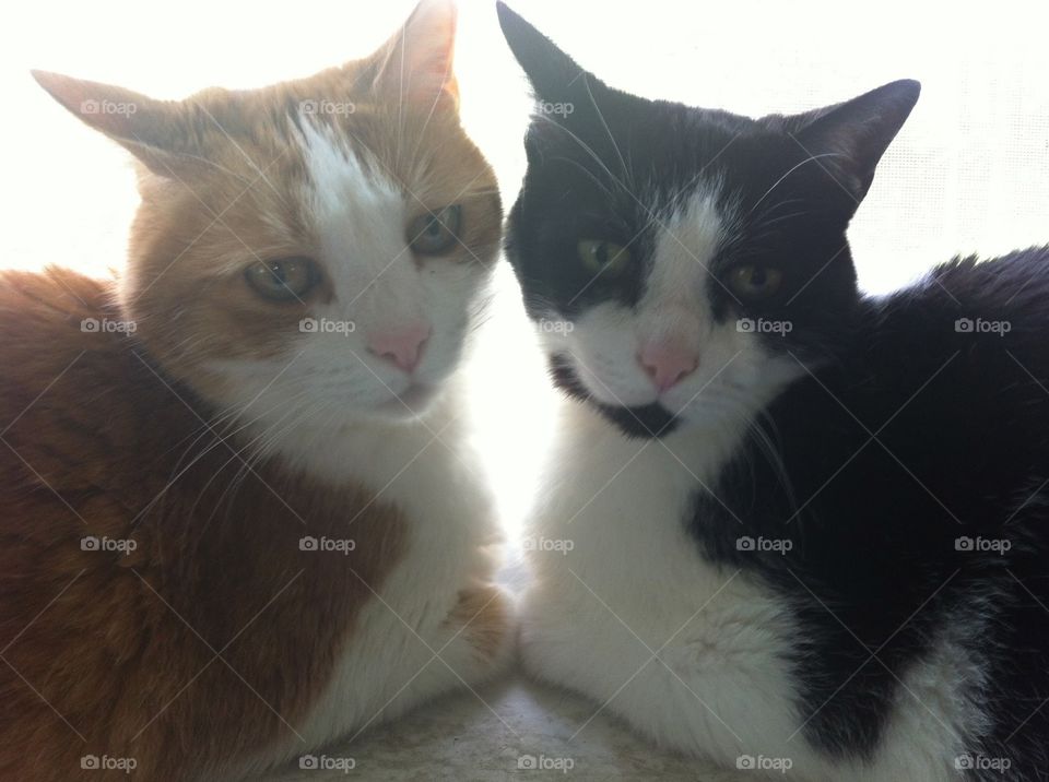 Brotherly Love. My cats Gus and Tito being snuggle buddies. 