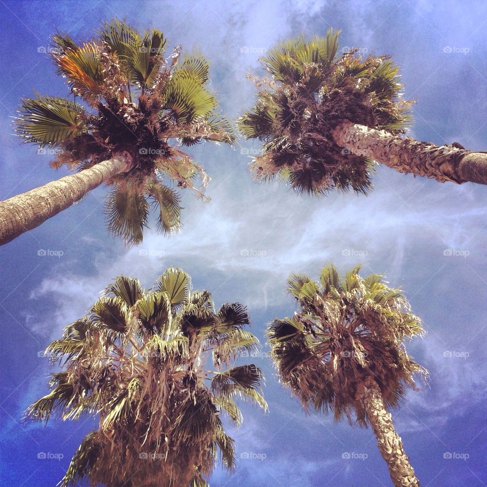 Hollywood Palm trees 