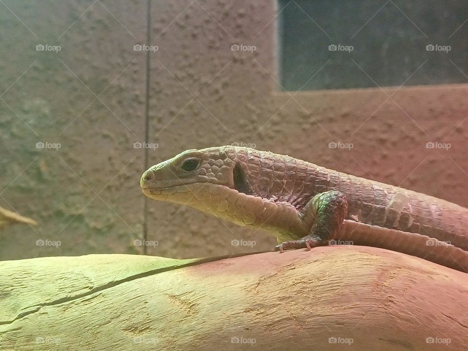 Animals -- Lizard on a rock