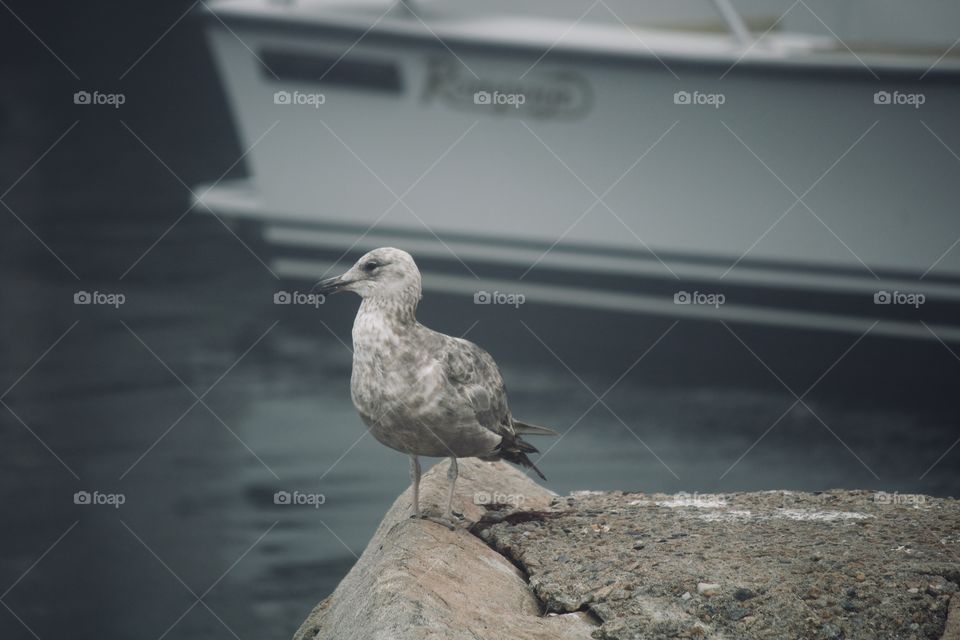  Seagulls on a foggy day