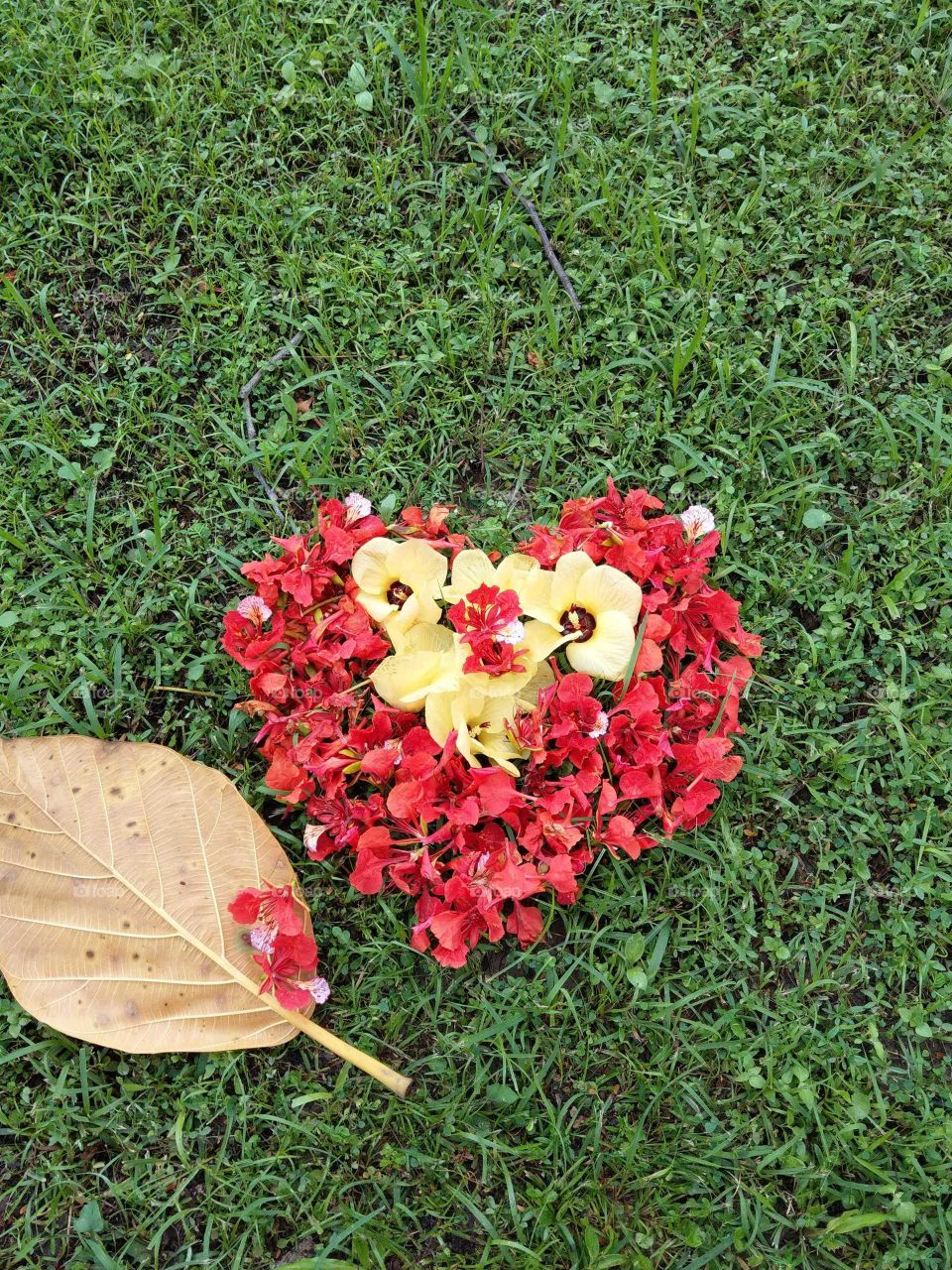 The love of fallen flowers. give a heart-shape to my love in this season.