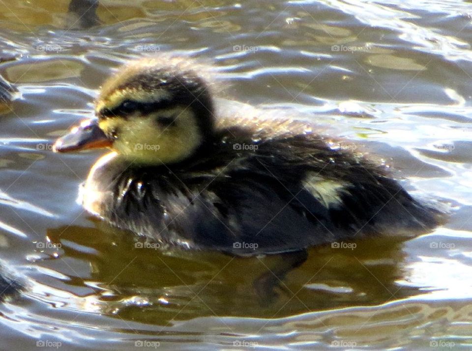 cute duckling