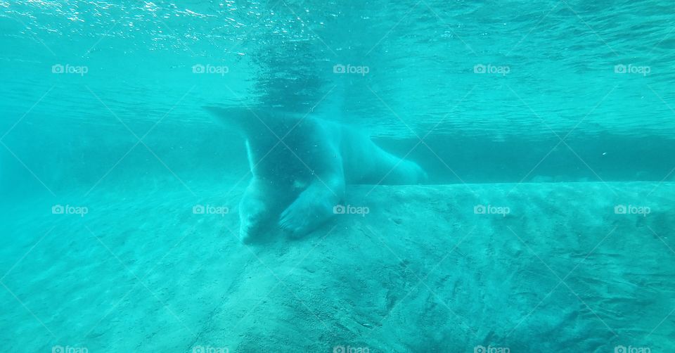 Polar Bear From Under Water!
