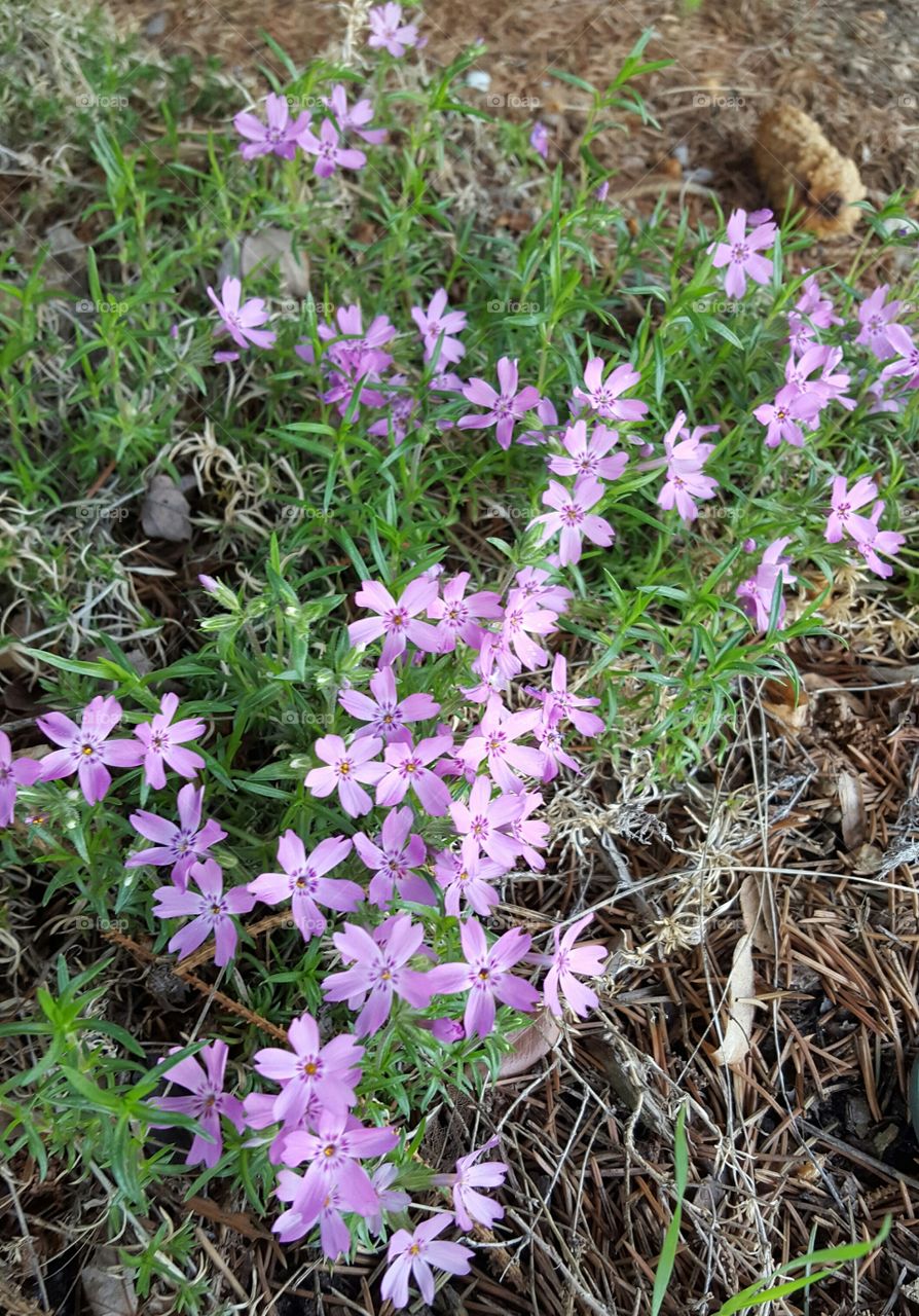 High angle view of purple flowers