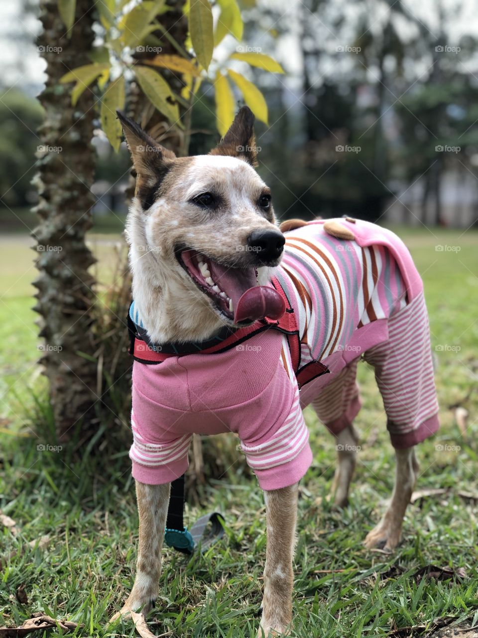 Mel passeando no parque