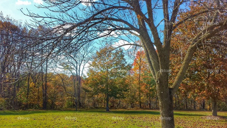 Autumn Trees