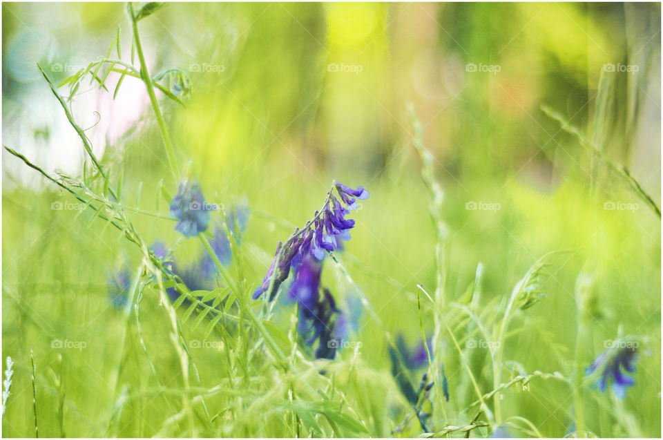 Spring flowers 
