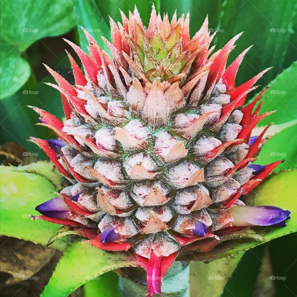 Beginnings of a pineapple