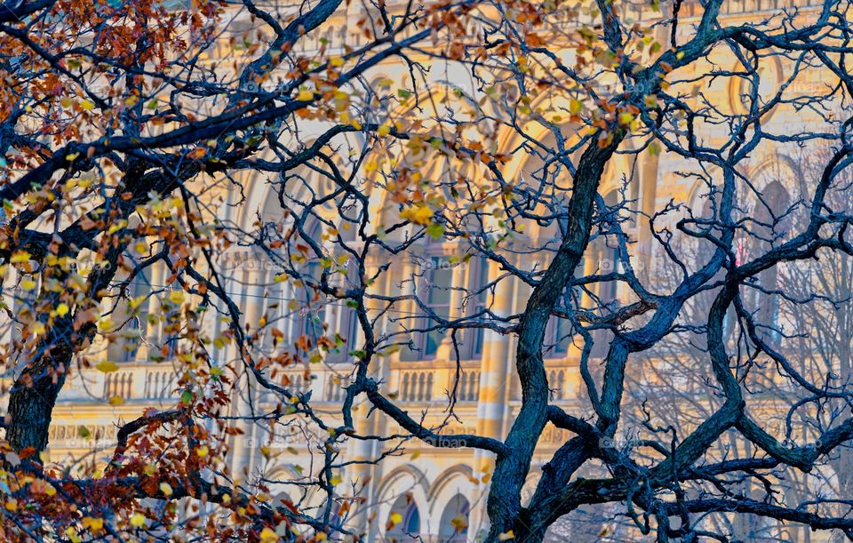 trees and buildings