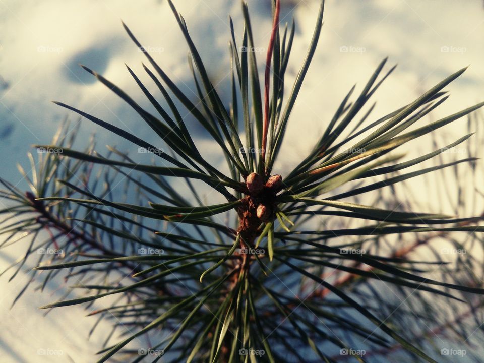 small tree pine