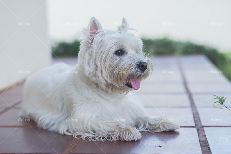 West highland white terrier 