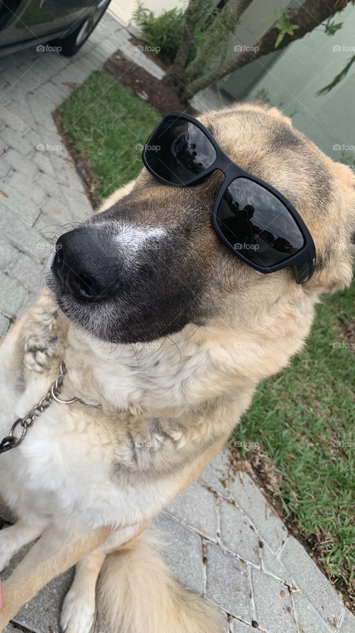 Cool doggo 