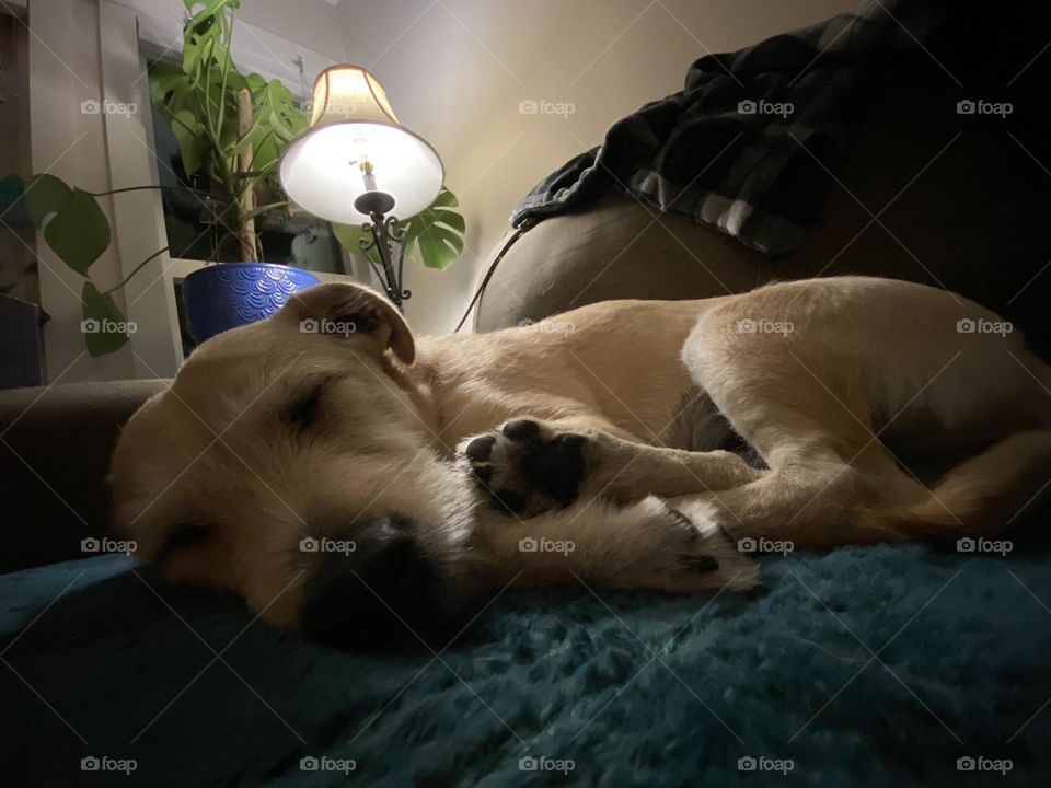 Snoozin on the couch