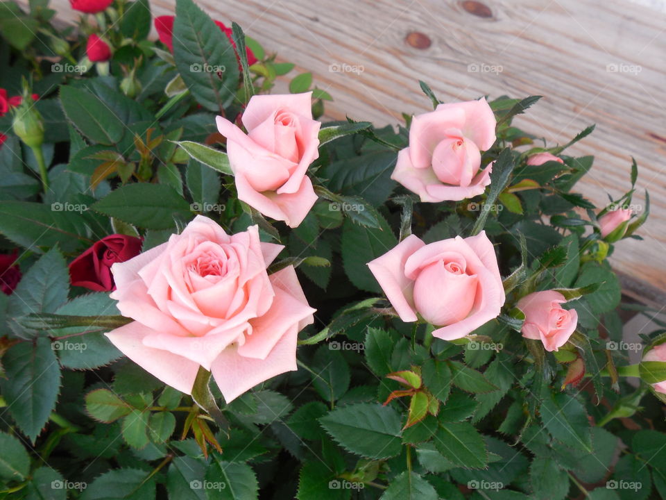 miniature pink roses by wood table