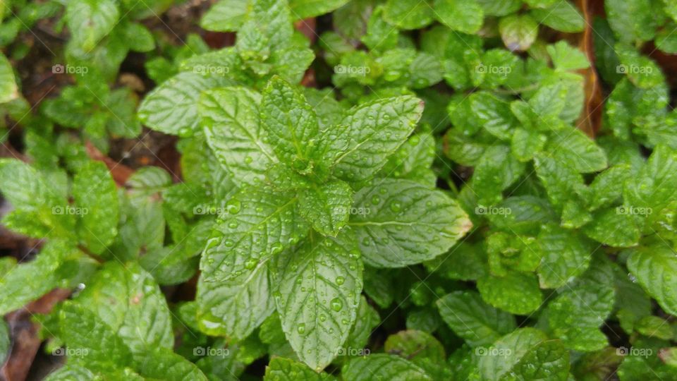 Mint Leaves