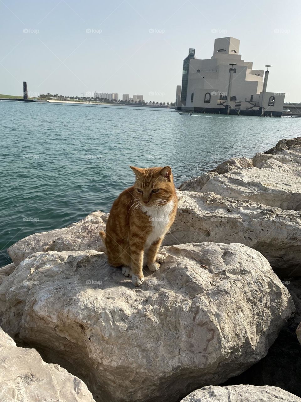 Cat and sea