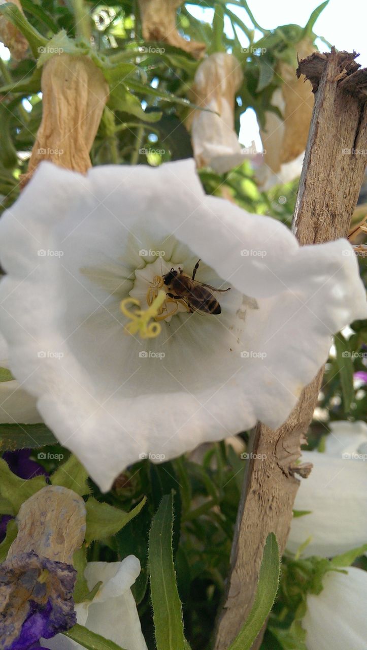 Bee on white flower