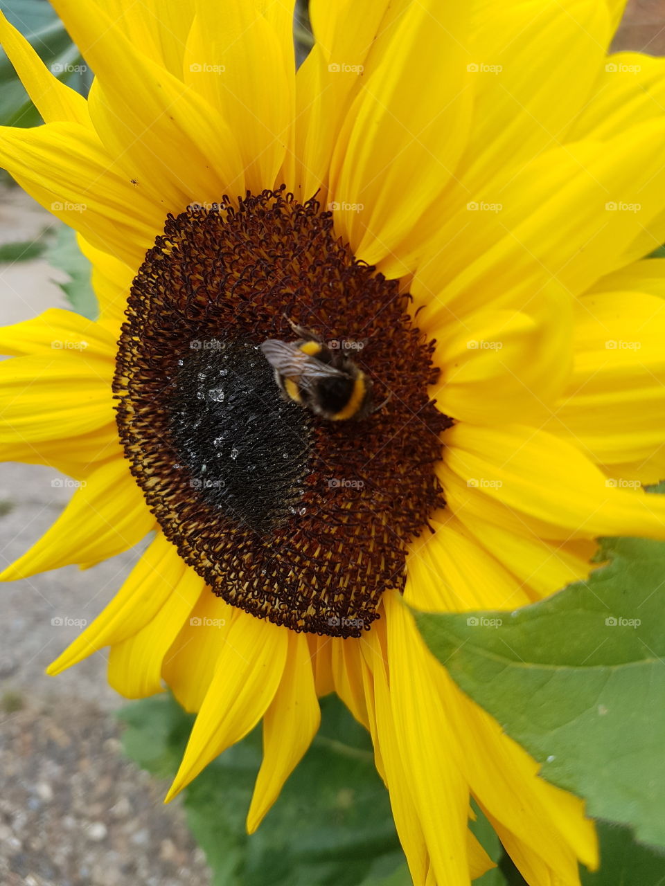 sunflower with bee on