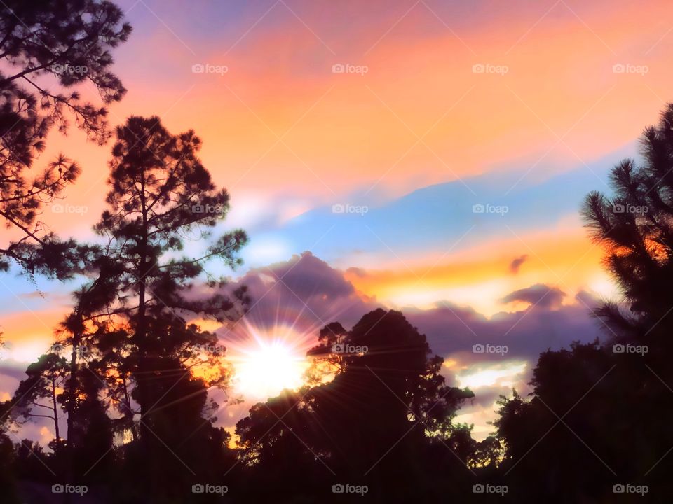 Golden sunset and pine tree silhouettes.