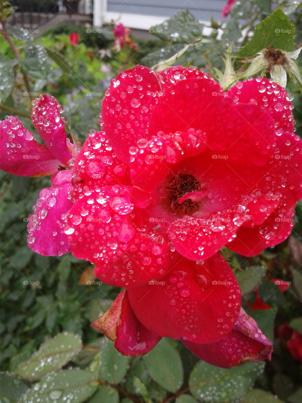 roses after a rainy day