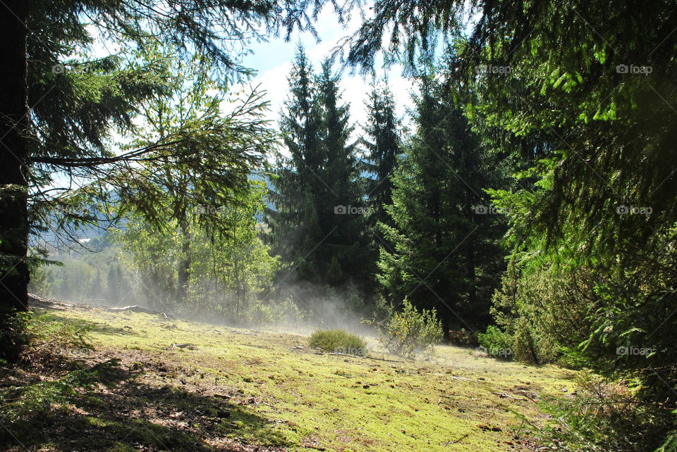 foggy mornin wild forest