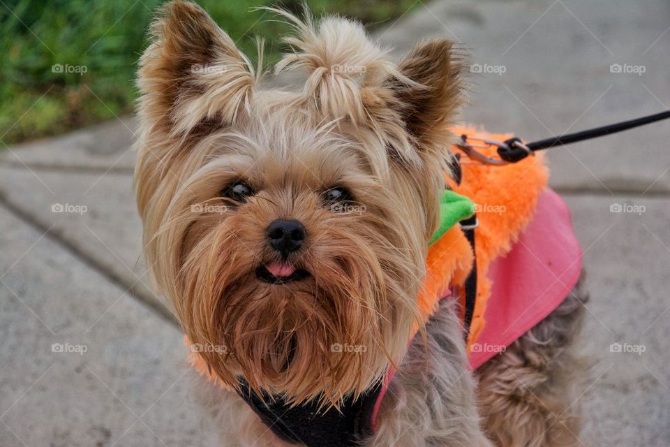 Cute Yorkie