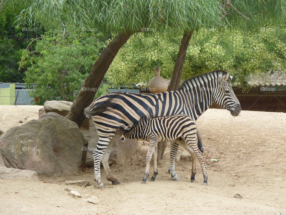 Feeding a baby zebra