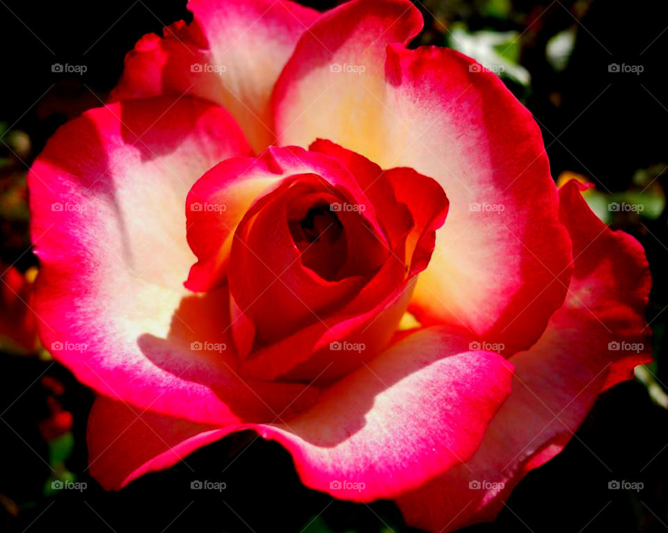 Radiant Rose. This beautiful home grown rose radiates its color and style throughout the landscape! 